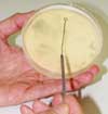 petri dish