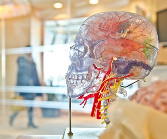 anatomy model