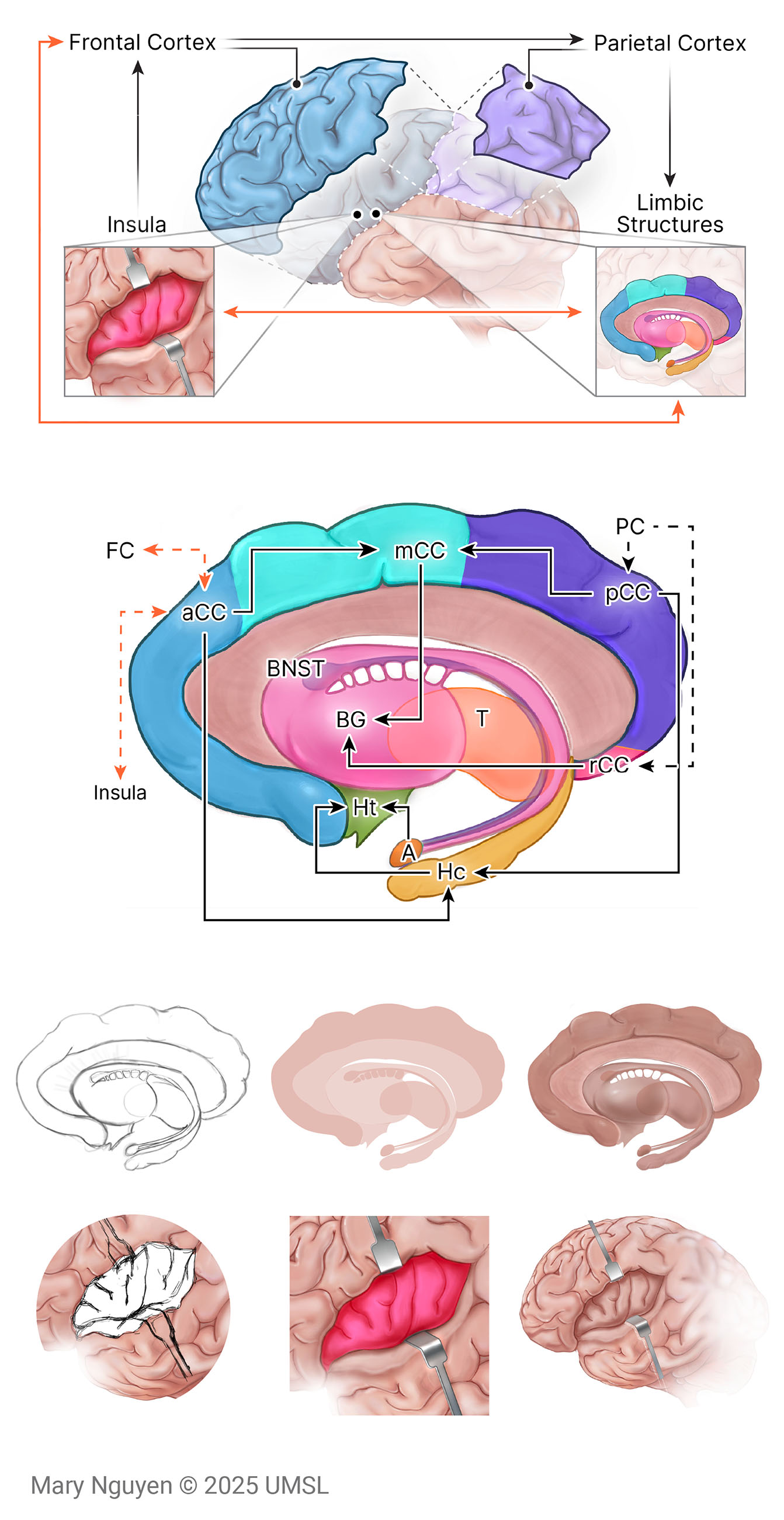 Diagram illustrating the brain's anatomy, highlighting the Frontal Cortex, Parietal Cortex, and Limbic Structures, along with detailed labeled sections of various brain regions.