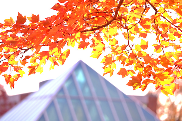 Decorative Image of autumn leaves