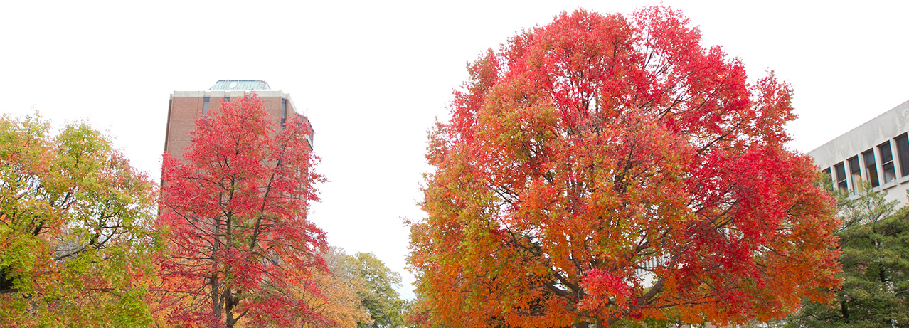 The quad in fall