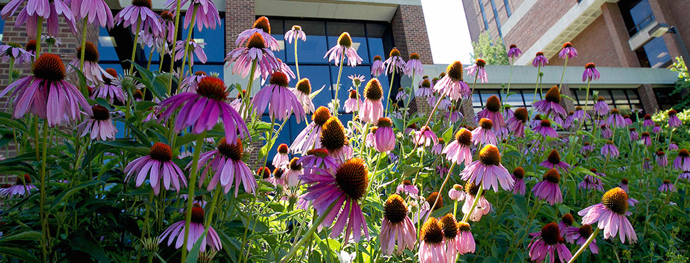flower garden by Express Scripts Hall