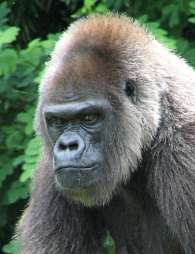 ape