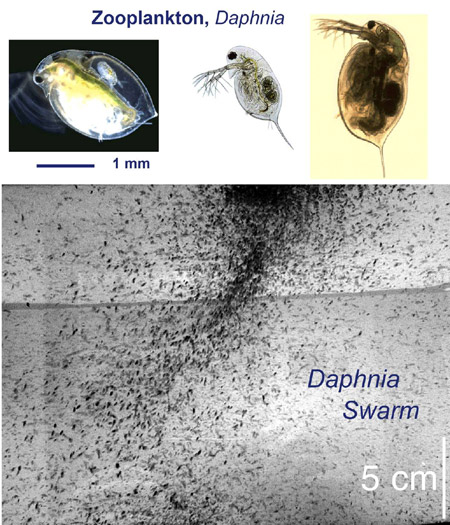 daphnia swarming