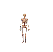 Human Body